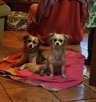 Mimo y Mia
