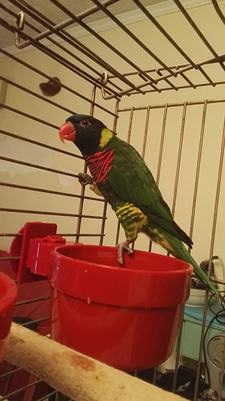 Moli