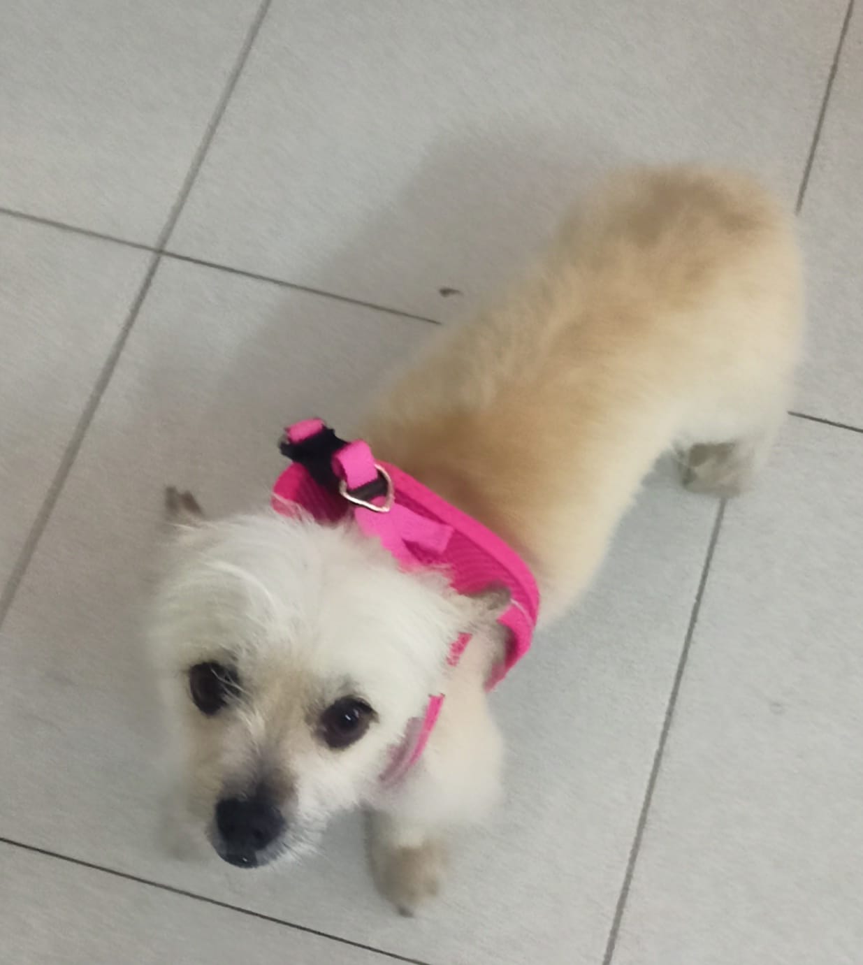 Lupi