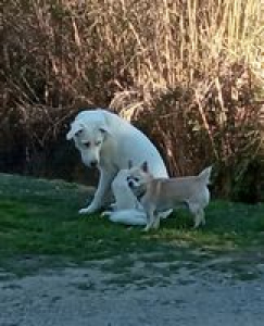 Febrero 2022 - Un Descubrimiento Canino - Fco Cano