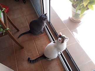 Farah y Princesa