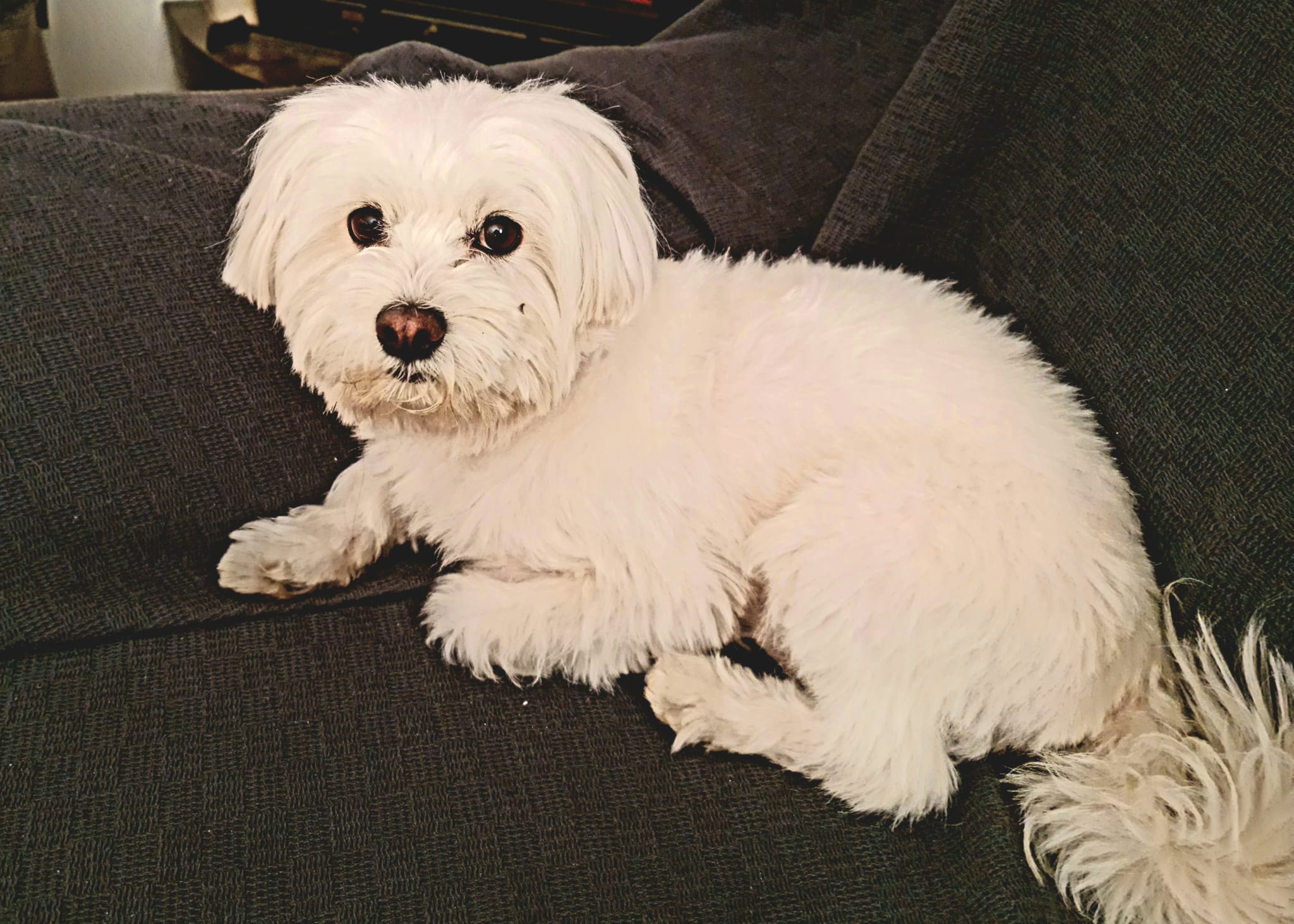 Coco