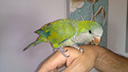 Pipo
