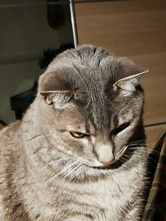 Nuvol